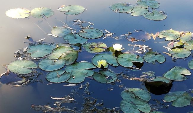 ninfee-giardino-monet-giverny