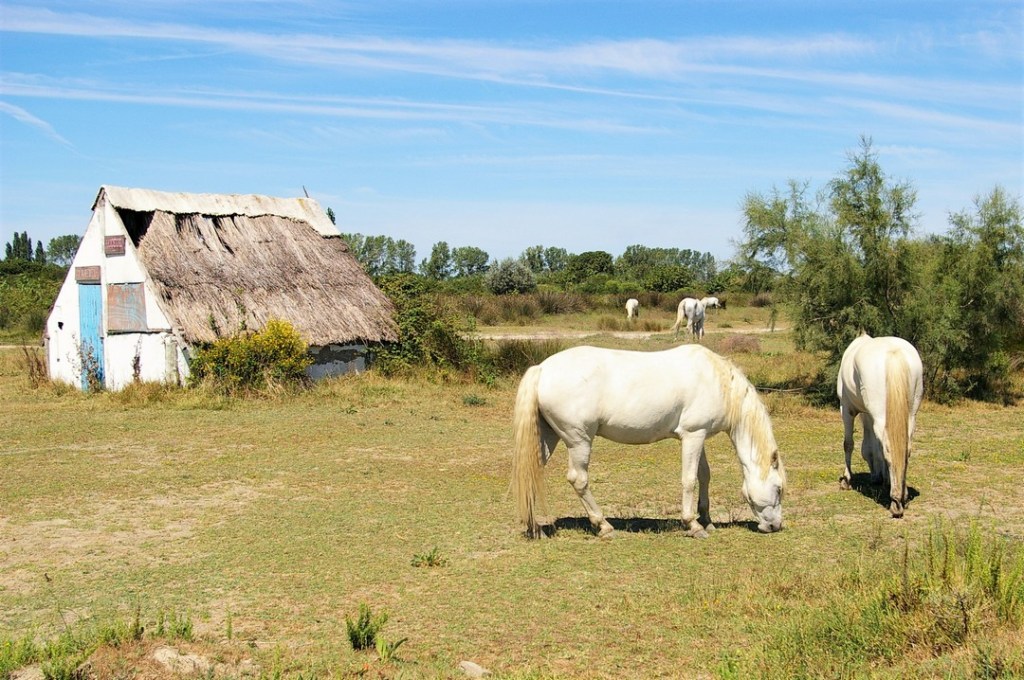 Cavalli bianchi della Camargue al pascolo