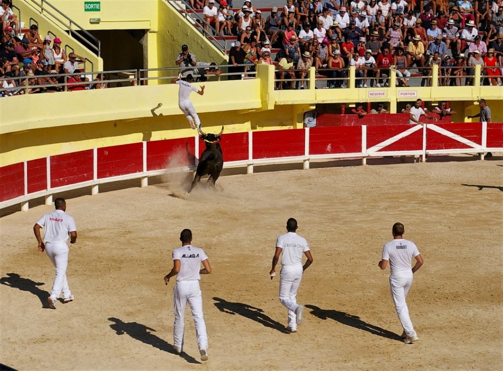 Svolgimento della corrida Camarguaise a Saintes Maries de la mer