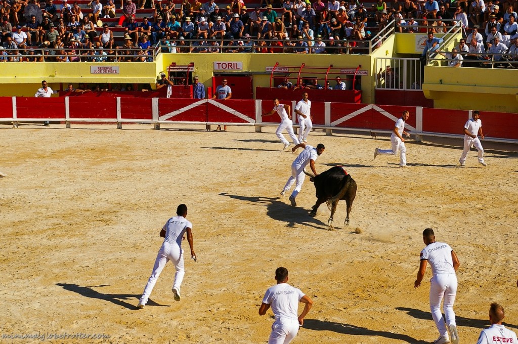 Corsa Camarghese arena di Saintes Maries de la Mer toro e rasatori