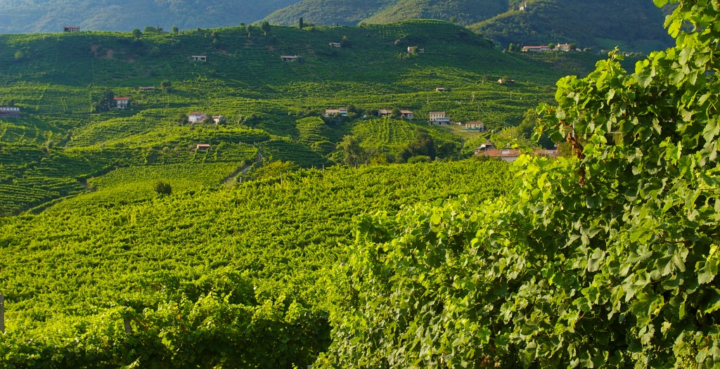 Veduta sulle colline del Cartizze