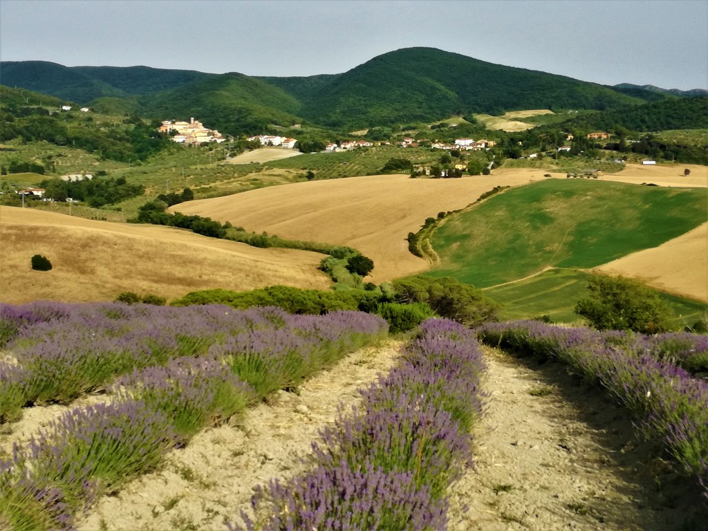 Filari di lavanda a Pieve Santa Luce