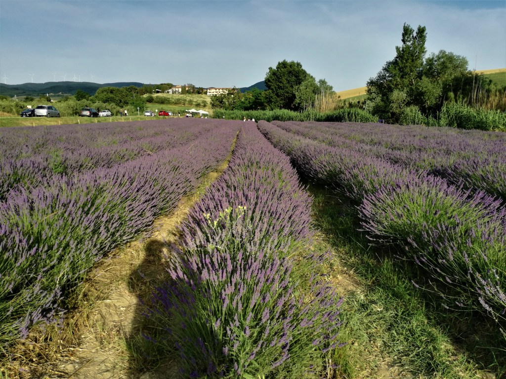 Filari di lavanda in fiore a Pieve Santa Luce