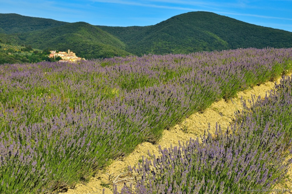 Lavanda a Santa Luce